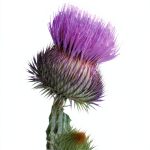 Birlinn Education Reference: A Comprehensive Guide-0