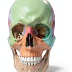 Anatomy Study Guide by Vela Workings Kindle Edition-0